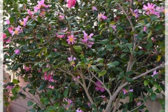 realizzazionegiardini-2