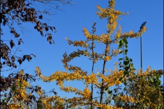 realizzazionegiardini-6