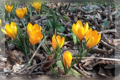 ilgarden-1