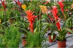 ilgarden-10
