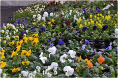 ilgarden-18