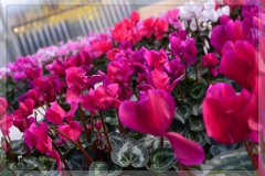 ilgarden-19