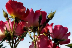 ilgarden-2