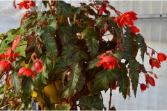 ilgarden-20