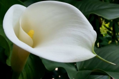ilgarden-3