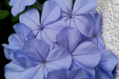 ilgarden-4